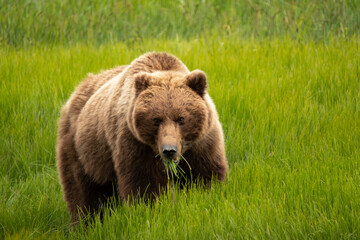 Alaska, USA. Grizzly bear eating grass.
