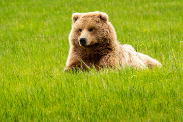 Alaska, USA. Grizzly bear on grass.