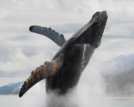 USA, Alaska, Juneau. Bronze Alaska Whale Sculpture of breaching humpback and fountain spray.