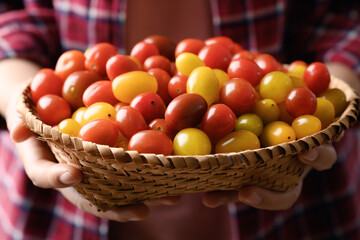 Colorful tomatoes in a basket holding by woman hand, Organic vegetables