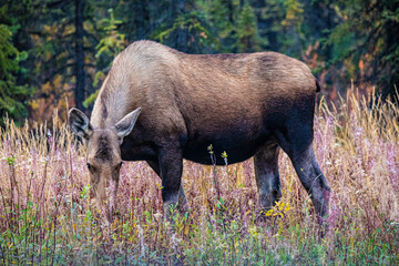 Alaska, USA, moose, moose grazing on fireweed