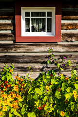 Fototapeta na wymiar Alaska, USA, flowers, barn.