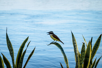 Río Brazo de Mompox en el municipio de Mompox Bolívar, zona turistica de COlombia