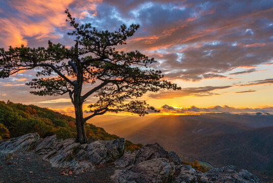 Autumn sunset on the Blue Ridge Parkway at the Ravens Roost Overlook - Virginia - lone tree