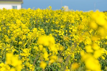 rape blossoms