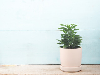 The little tree in a white pot on rustic wooden with the blue wall as background. For decoration on the office desk and home, with copy space for your text...