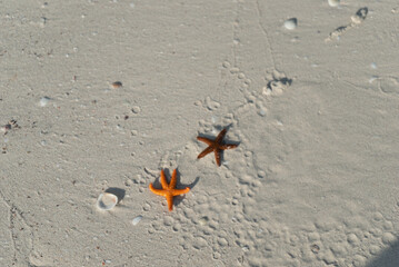 starsfish
