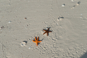 starsfish
