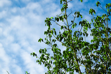 Green colored leaves in silhouette with blue sky in background take from low angle