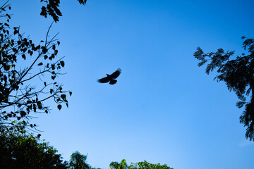 Green colored leaves in silhouette with blue sky in background take from low angle