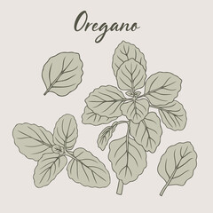 Oregano hand-drawn illustration herbs drawing