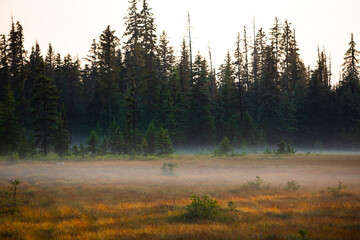 Homer, Alaska, USA, miniature, black spruce, autumn colored field
