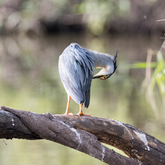 Kruger National Park: Green-backed heron