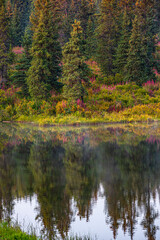 Homer, Alaska, autumn, fireweed.