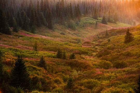 Homer, Alaska, autumn, valley, fireweed.