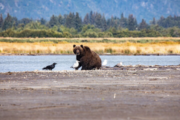 Cook Inlet, Alaska, wilderness, bears, low tide, raven, seagulls