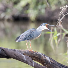 Kruger National Park: Green-backed heron