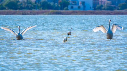 Graceful water birds, white Swan and white and grey herons swimming in the lake.