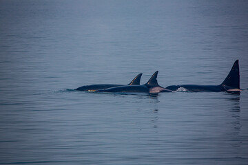 Kenai Fjords, Alaska, pod of Orca Killer Whales