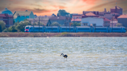 The gray heron stands in the lake. Electric train at the background