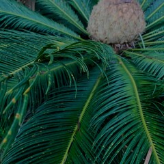 coconut palm tree