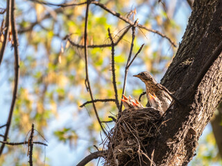 Thrush fieldfare, Turdus pilaris, in a nest with chicks