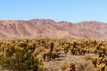 Cholla Cactus Garden 2