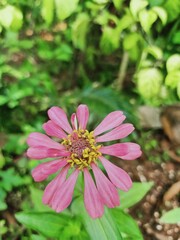 Obraz premium Marguerite daisy flower home garden