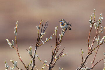 Blue throat Singing
