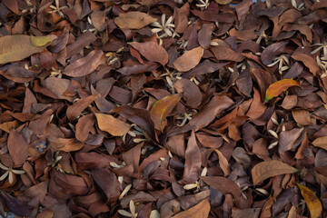 Brown dry leafs cover surface of ground is pattern background in garden. The leave tree falling on autumn on summer. 
