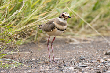 Kruger National Park: Bronze-winged courser