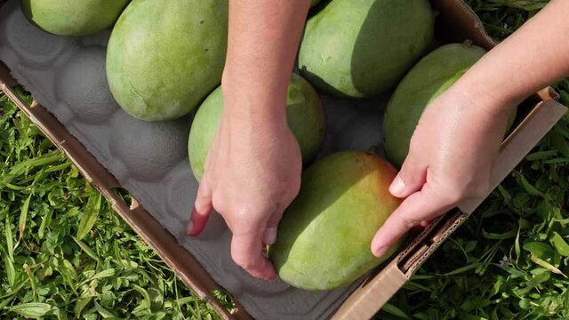 Hands placing a mango in a box in an ecological farm, circle shot close up