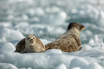 Fototapeta premium USA, Alaska, South Sawyer - Fords Terror Wilderness, Harbor Seals resting on icebergs calved from South Sawyer Glacier in Tracy Arm