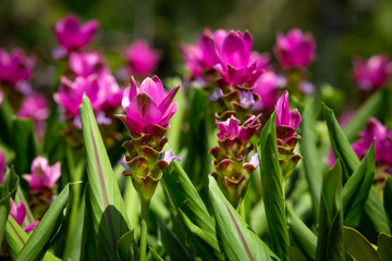Pink Krachiew flower field, selective focus.