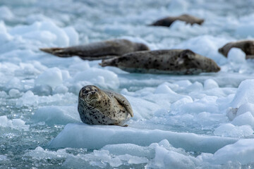 USA, Alaska, South Sawyer - Fords Terror Wilderness, Harbor Seals resting on icebergs calved from South Sawyer Glacier in Tracy Arm