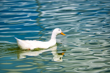 Pato en el agua con reflejo y día soleado en un lago
