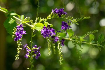 Purple Duranta flowers in the garden.