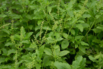 Holy Basil is popular for cooking Thai food.