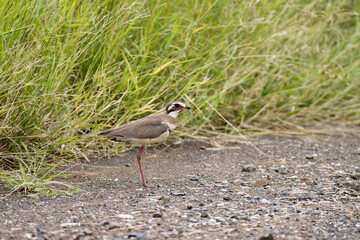 Kruger National Park: Bronze-winged courser