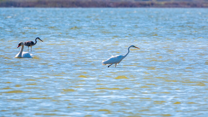 Graceful water birds, white Swan and white and grey herons swimming in the lake.