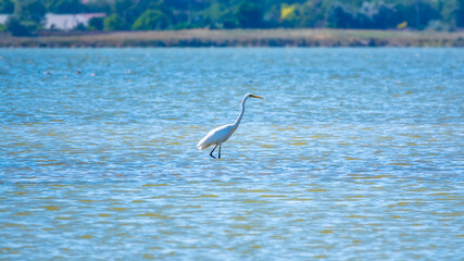 The white heron stands in the lake