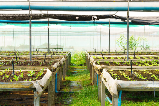 Fresh Organic Romaine Lettuce Growing In Vegetable Plots Inside Clean And Beautiful Greenhouse Farm. Sustainable Agriculture, Agroecosystem, Healthy Food, Supply Chain, Wastewater, Farm To Fork