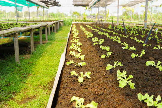 Fresh Organic Lettuce Growing In Vegetable Plot Inside Clean And Beautiful Greenhouse. Sustainable Agriculture, Agroecosystem, Healthy Food, Safety, Supply Chain, Waterwaste, Farm To Fork, Production.