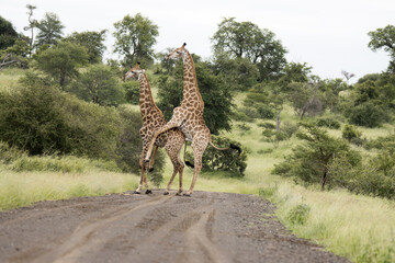 Kruger National Park: giraffe mating © Peter