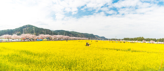 삼척 유채꽃축제 파노라마 풍경
