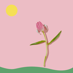 Dancing tulip on light pink background with grass and sun. Minimal flat lay spring concept