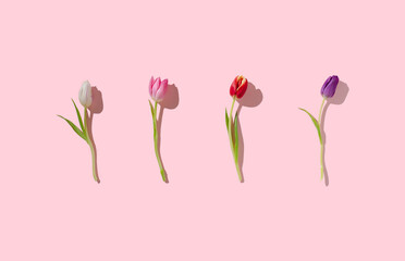 Colorful gradient tulips on light pink background