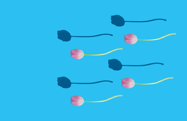 Swimming pink tulips on light blue background. Minimal spring concept. Flat lay.