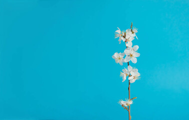 White blossom branch on light blue background. Happy sunny spring day. Minimalism