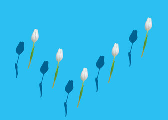 White tulips swimming on light blue background. Happy spring day.